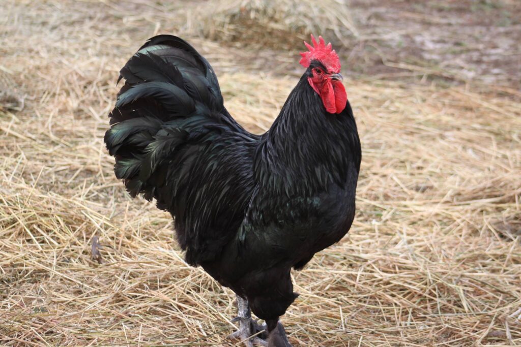 Black Chicken Breeds For Your Backyard Flock Backyard Chicken Tractor