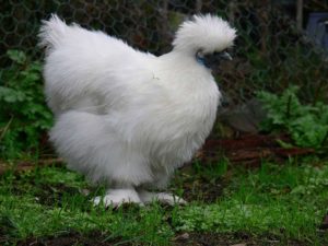 Silkie Weird Chicken