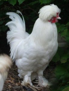 Sultan Weird Chicken