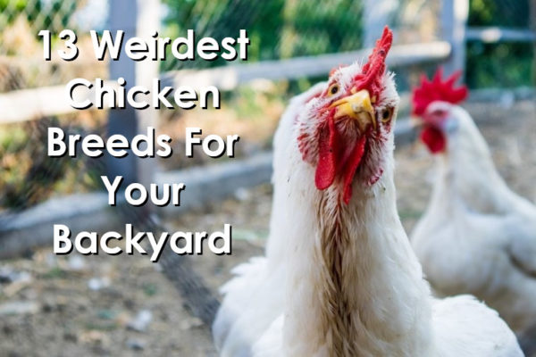 13 Weirdest Chicken Breeds For Your Backyard Flock - Backyard Chicken ...