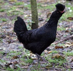 Polverara Weird Chicken