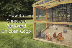 Choose Backyard Chicken Coop