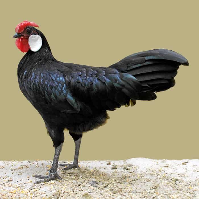 minorca black chicken