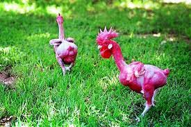 Naked Chicken Weird Chicken