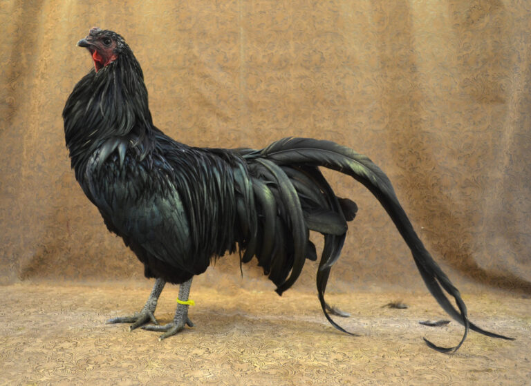 Sumatra Black Chicken