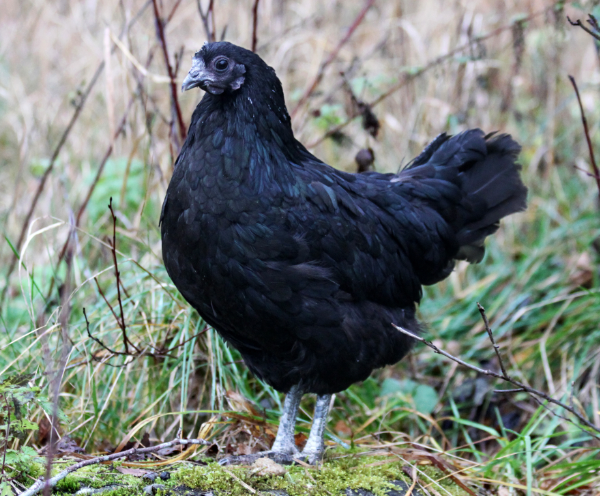 Swedish Black Chicken