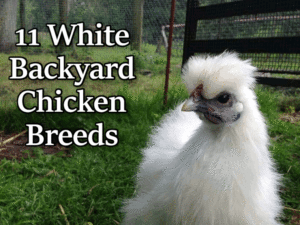 White Chicken Breeds